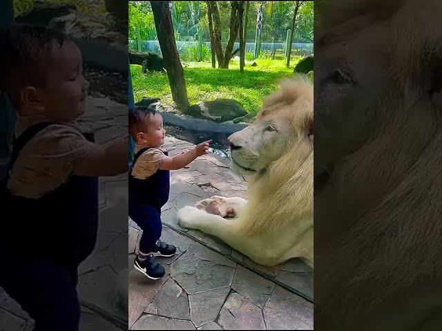 Boy Touches Lion’s Nose!  Mind-Blowing Zoo Moment | 134 Million Views! #Shorts