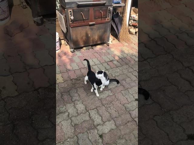 길고양이 빵떠기 동생 그루밍 해주기