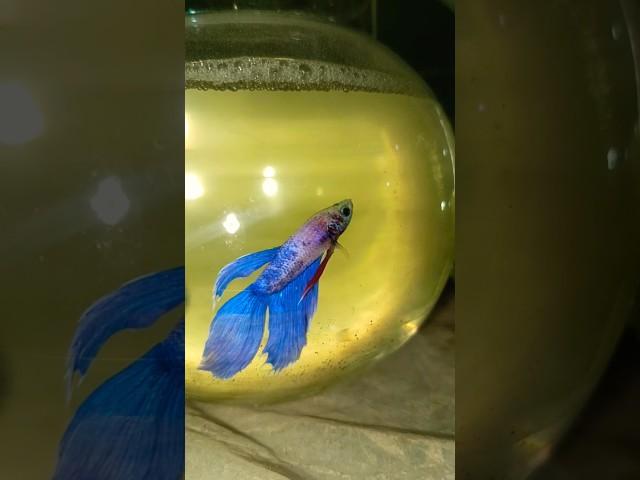 Lovely Betta fish #betta #halfmoonbetta #fullmoon #bettafish #bettashorts #viralshorts #aquarium