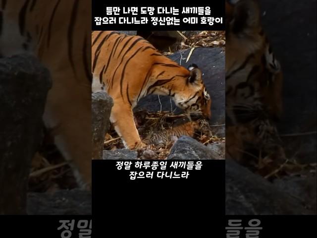"이정도로 힘들 줄은…" 어미 호랑이의 놀라운 모성애