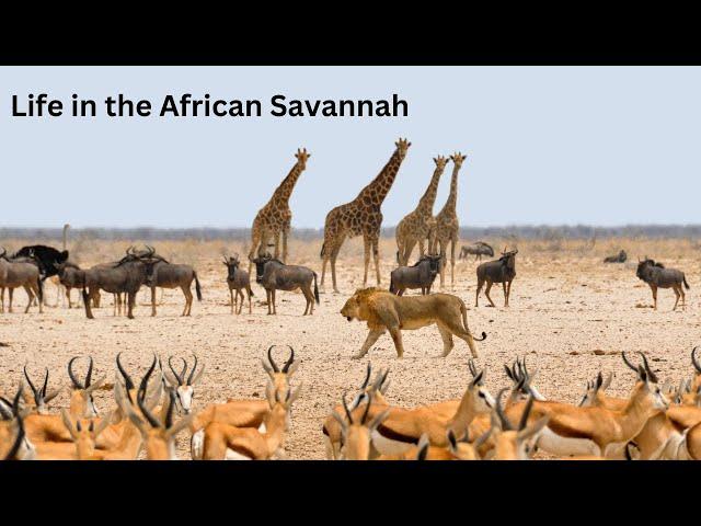 Wild Wonders of the African Wildlife with Calming Sounds || The Wild Wonder