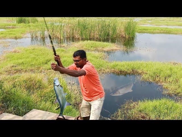என்னால நம்பவே முடியல எவ்ளோ விரால் மீன் மாட்டுச்சி | viral Fish Catching