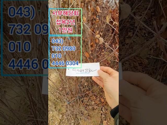 수사해당화 나무 접2년  1만원 #서부해당화#수사해당화#해당화나무#