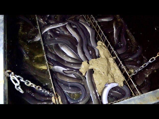 Incredible 1 Million Eel Farm Work Process. Amazing Size Korean Fish Farm