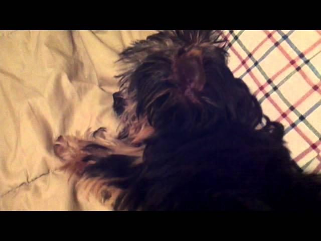 Henry Bacon Jr sleeping
