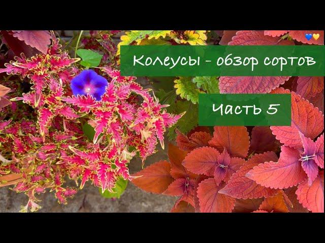 #5 Колеусы в Украине. Обзор лучших сортов, 5 серия / 2024 / Garden Coleus