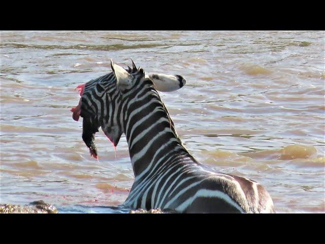 Crocodiles Bite The Face Off Zebra While Crossing Mara River on a Safari in Kenya