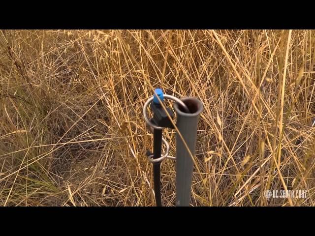 Ecosystems of California: Grasslands