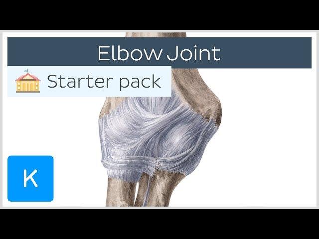 Elbow Joint: Bones, Muscles & Movement - Human Anatomy | Kenhub