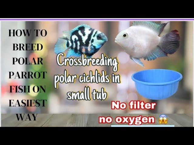 How to Breed polar parrot cichlids |parrot fish farm |How to identify male and female in parrot fish