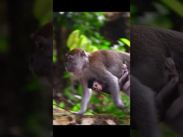 ADORABLE baby monkey in the Sumatran rainforest #tangkahan