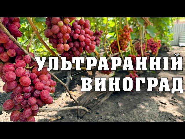 Огляд-екскурсія по ультрараннім сортам винограду станом на 27 липня 2024 року