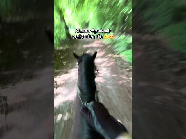 Warte bis zum Ende  #reiten #equestrian #mediamarkt #ausreiten #pferdemädchen