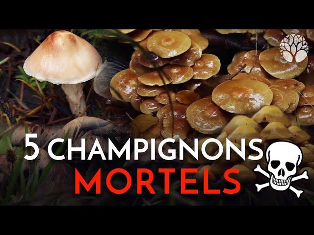 Ces 5 champignons sont MORTELS !