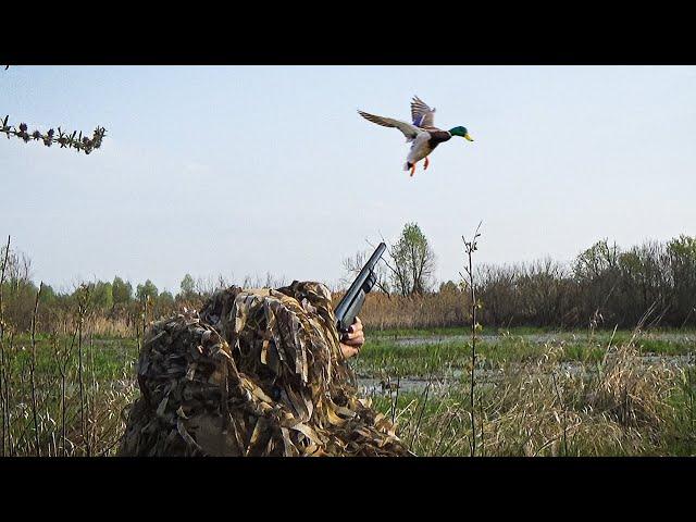 DUCK HUNTING. I only shoot males.