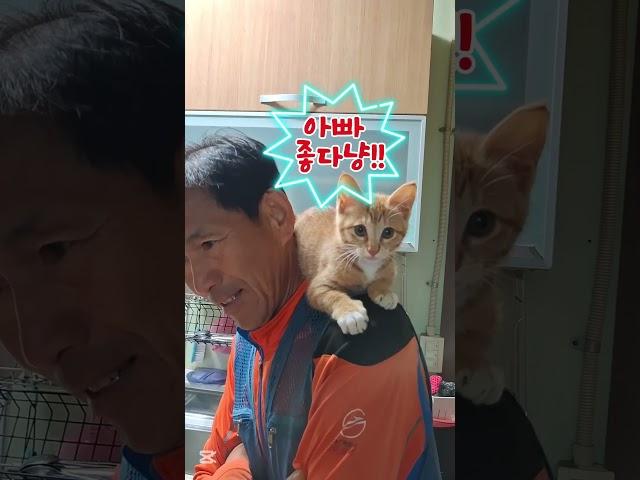 농부가 고양이를 낳은 이유#어깨냥이 #시골냥이