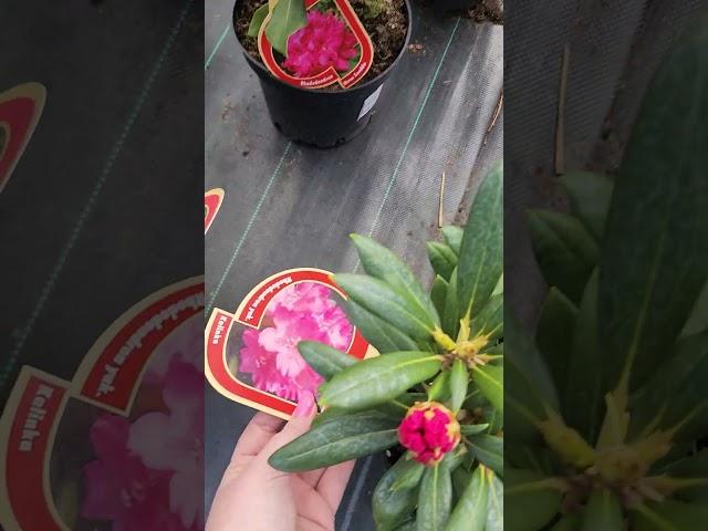 рододендрон, для вашего сада #сад #садоводничество #greenlife #дача #сад #зеленаяжизнь