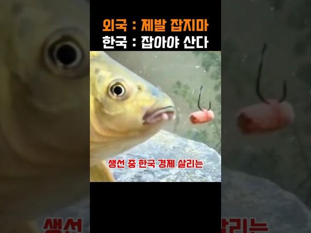 다른 나라에선 생태계 교란종, 한국에선 경제 살리는 효자 생선 레전드