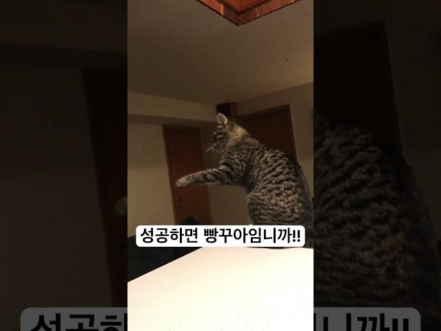 열여라 풍열 만들기 프로젝트 #서울의봄 #전두광 #고양이 #냥냥펀치 #cat #catpaw #animals #shorts