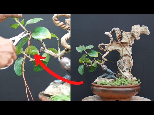 Bonsai Hack /Root Over Rock