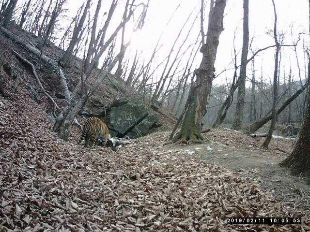 Amur tiger and crows