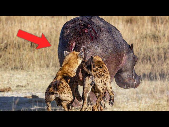 15 Times Hippos Messed With The Wrong Opponent