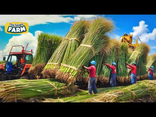 MASSIVE Sugarcane Production! This is How Crazy Machinery Process And Refine Sugar!