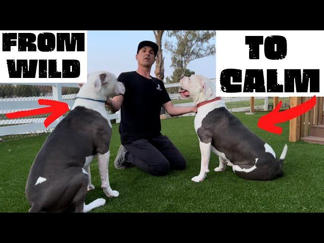 HOW TO CALM DOGS DOWN WITH YOUR "ENERGY", TWO AMERICAN BULLDOGS