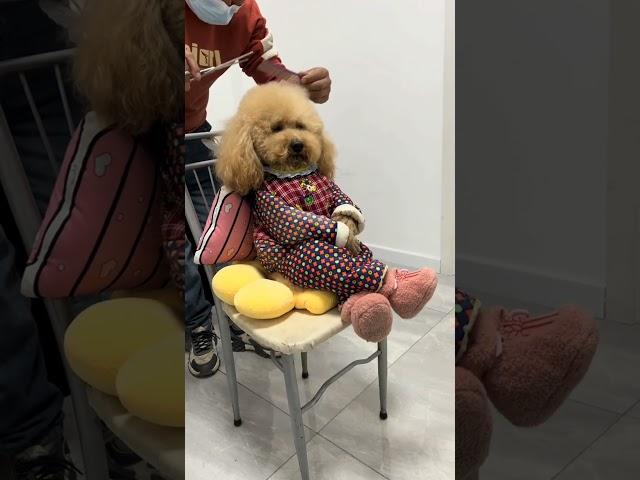 Cute and funny Pomeranian dog gets a haircut in style #pets #pomeranian #shorts