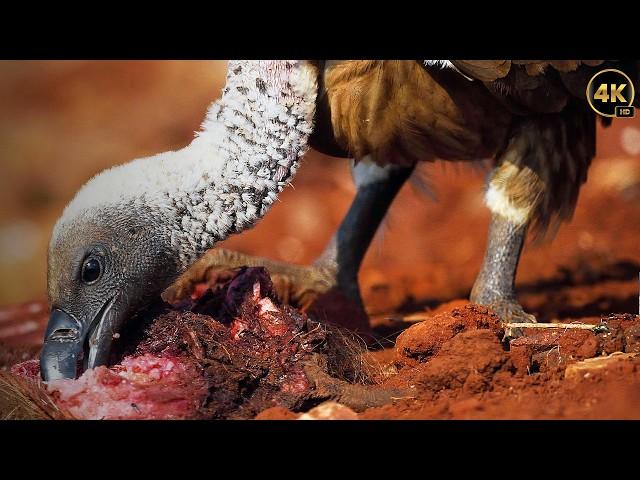 Los Pájaros Más Peligrosos del Mundo | Documentales Completos en Español (Estados Unidos Doblado)