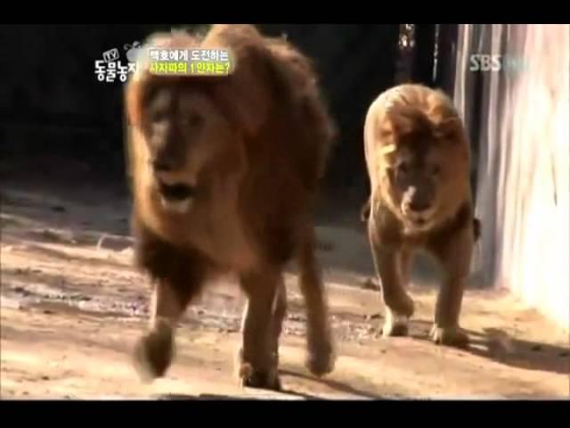 asiatic lion vs african lion (barbary) vs african lion (masai)