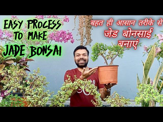 Jade Plant/How to Grow Jade plant Cutting To Bonsai/Jade Plant Bonsai/ Jade Bonsai Tips