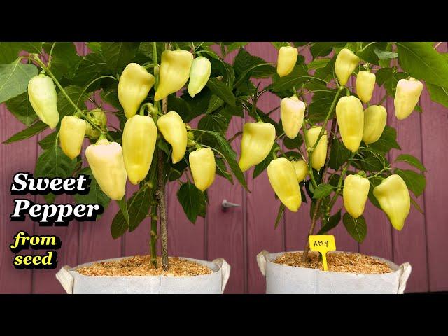 Growing Sweet Peppers from Seed to Harvest - Step by Step (in Containers)