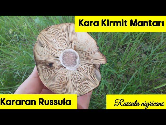 Kararan Russula,Kara Kirmit Mantarı,Russula nigricans, Siyahlaşan Russula #mantar ,#russula ,#fungi