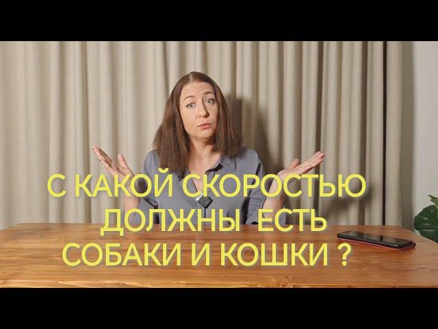 С КАКОЙ СКОРОСТЬЮ ДОЛЖНЫ ЕСТЬ СОБАКИ И КОШКИ? КАК ПРАВИЛЬНО?