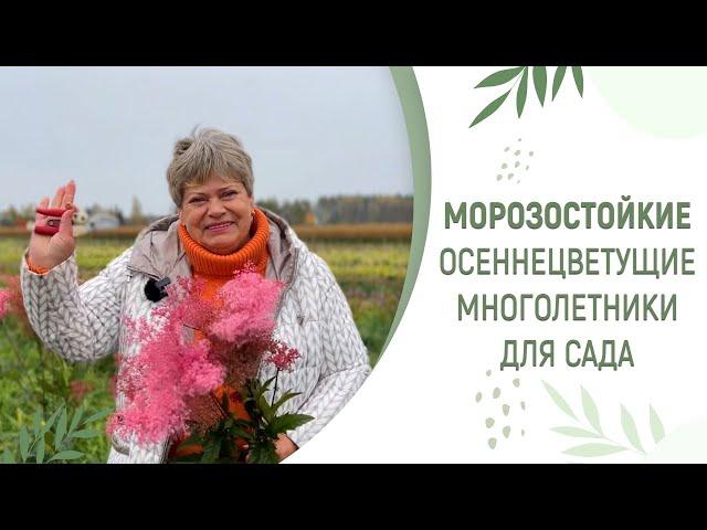 НЕПРИХОТЛИВЫЕ МНОГОЛЕТНИКИ КОТОРЫЕ ПРОДЛЯТ ЦВЕТЕНИЕ САДА ПОЗДНЕЙ ОСЕНЬЮ