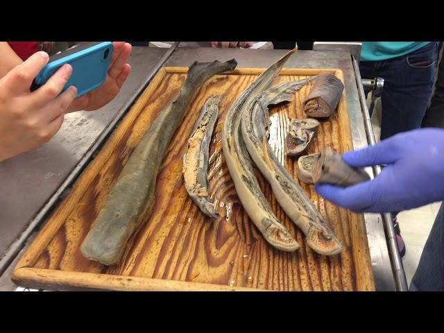 lamprey2