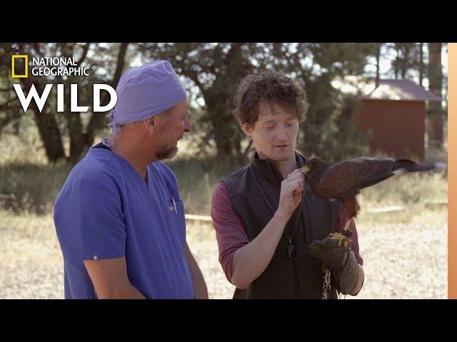 Hawks Go To The Vet | The Wild Life of Dr. Ole