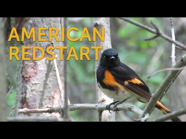 American Redstart: Candelita