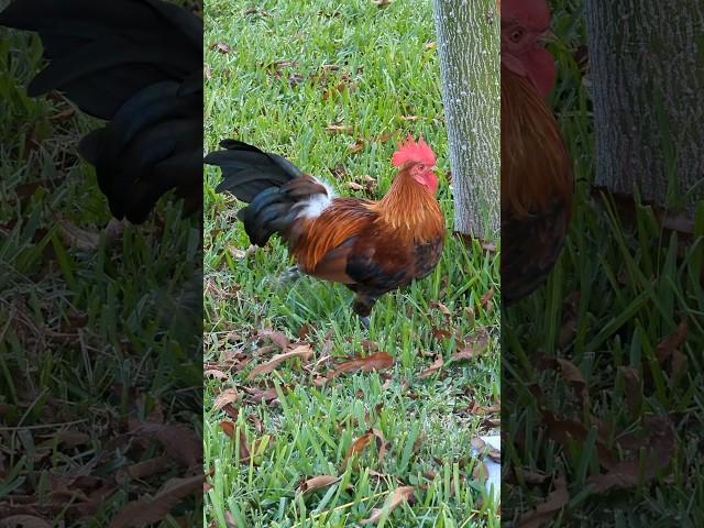Rooster Central in Key West 