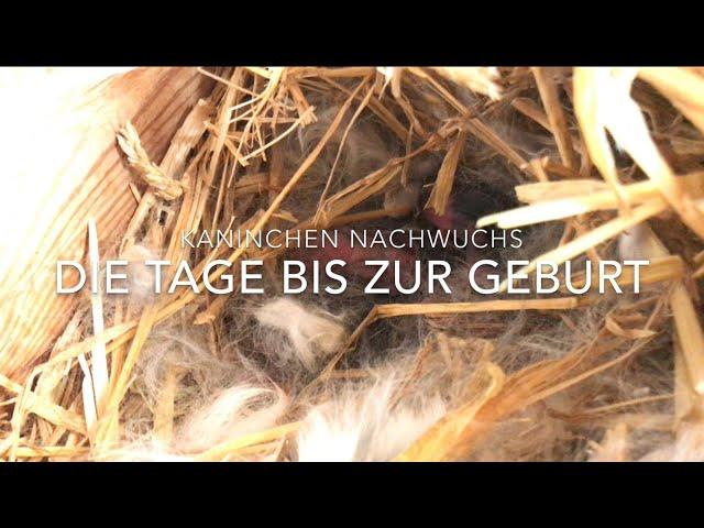 Kaninchen Nachwuchs - Die Vorbereitung der Geburt