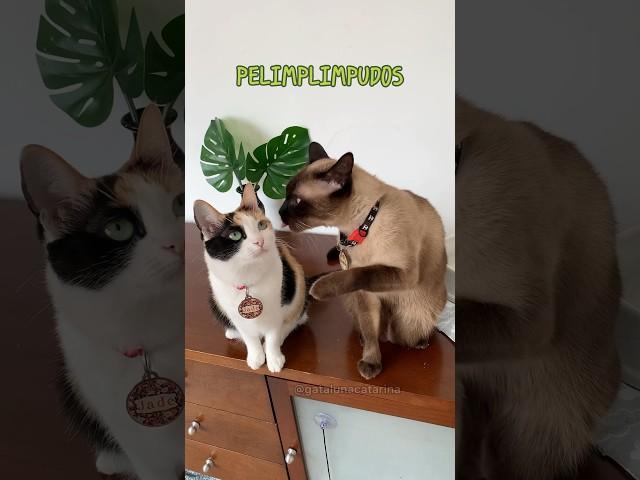 PELIMPLIMPUDOS #gatalunacatarina #comedia #gatos