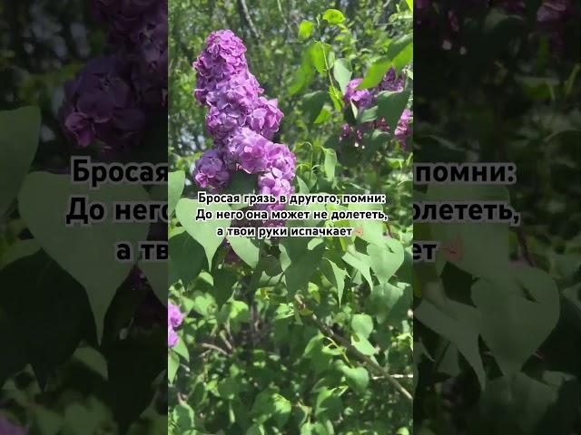 #мотивация #философия #мудрость #цитаты