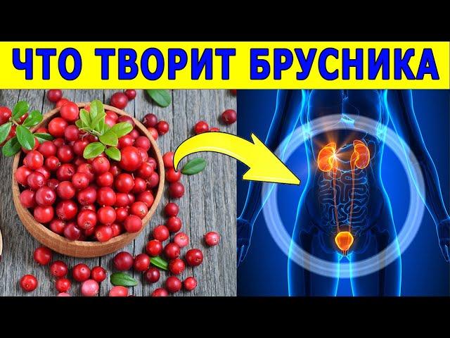 Ягода брусника - полезные (лечебные) свойства, польза и вред