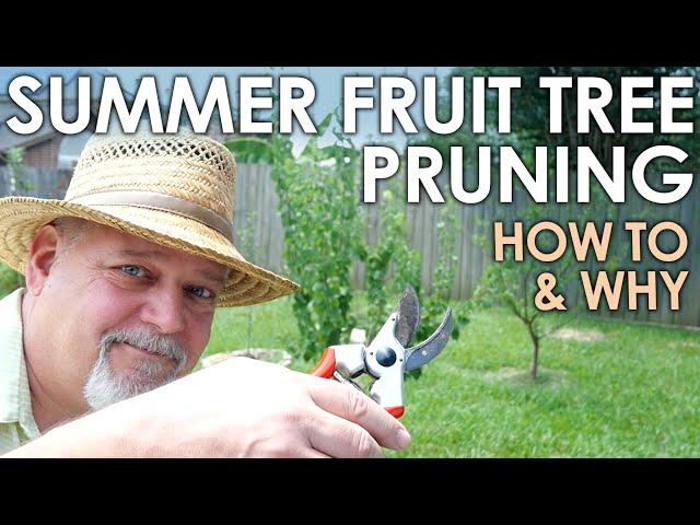 Summer Fruit Tree Pruning - How To and Why || Black Gumbo