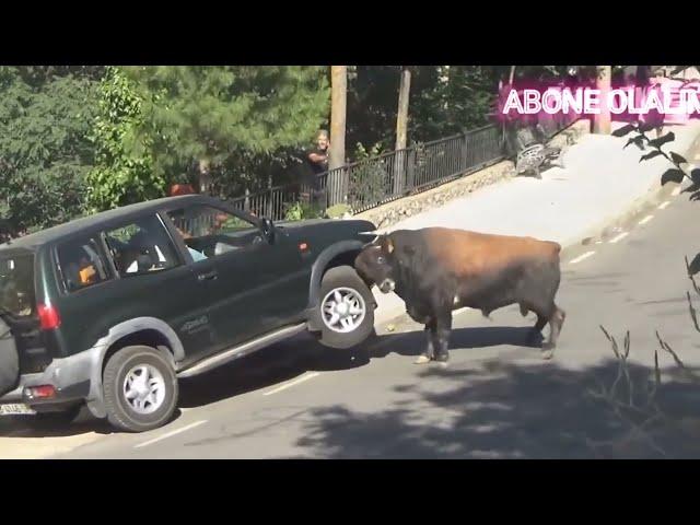 BOĞA SALDIRISI ARABANIN MOTORUNU DELİYOR  Bull Attack