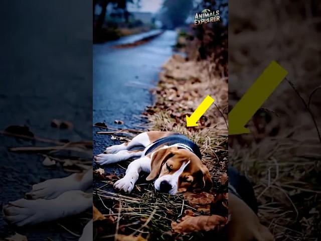 Rescue Story of a Sick Beagle Puppy - Emotional Video
