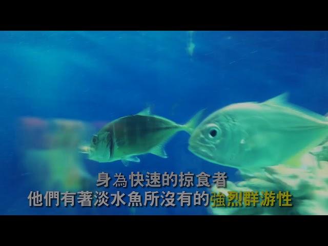 「數百日的心血結晶」純淡水牛港鰺、六帶鰺、巴布亞鰺！淡化！