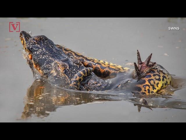 Death Match! Wildlife Photographer Captures Gruesome Fight Between Anaconda & Croc Relative!