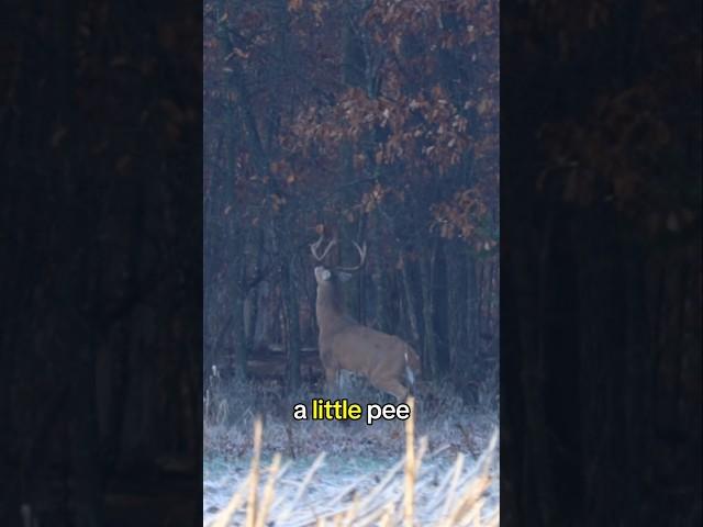 An Average Morning Deer Hunt With a Rifle!